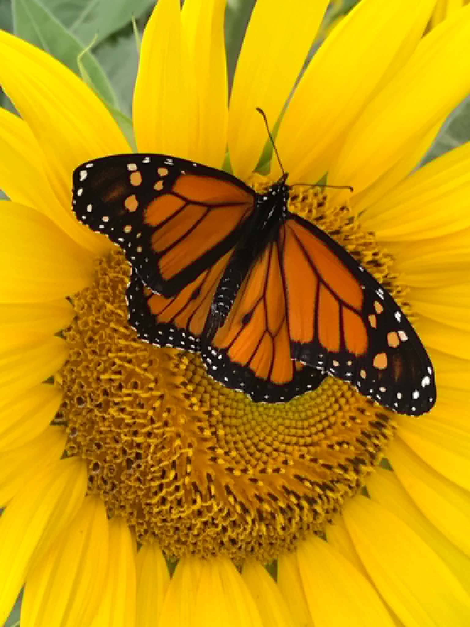 A monarch butterfly with open wings resting on a sunflower's center.