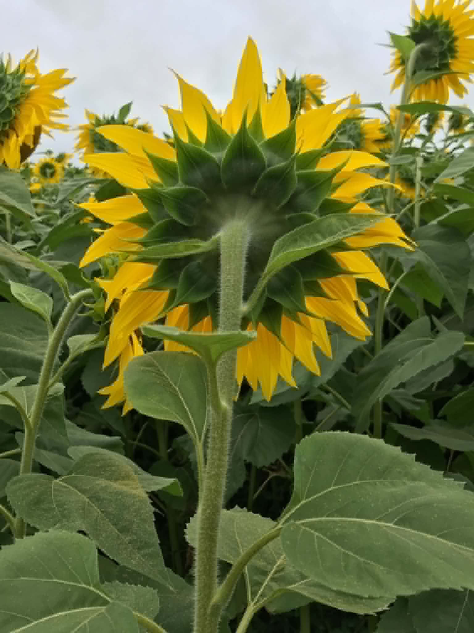 A sunflower seen from behind, looking out over a field of other sunflowers.