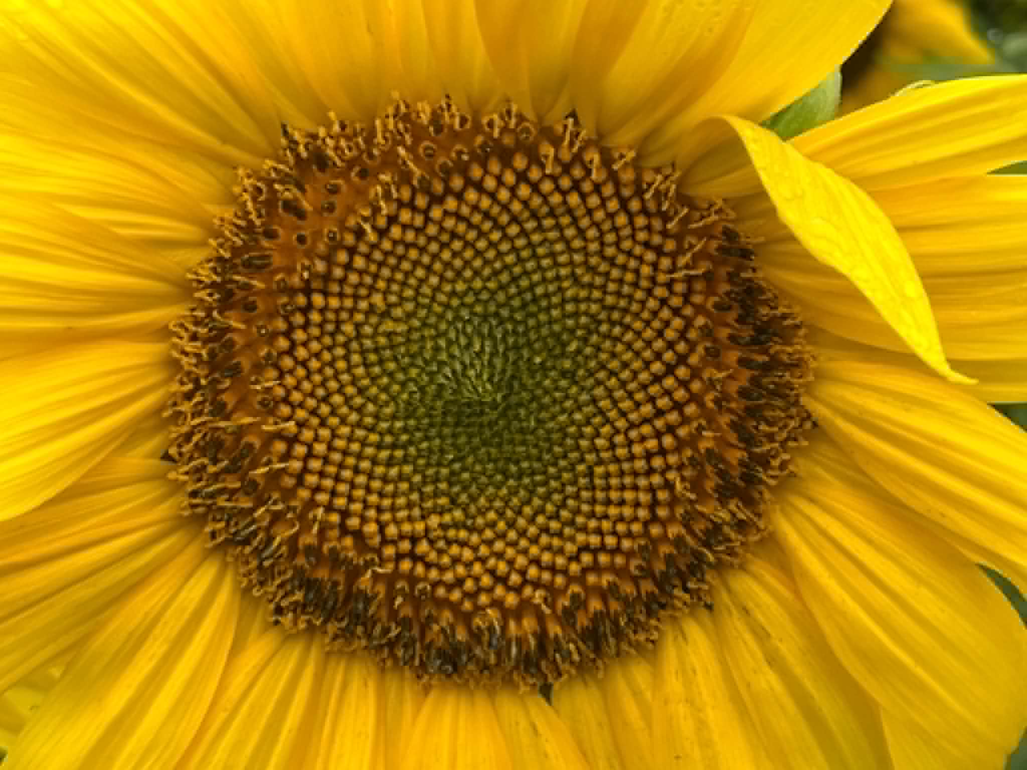 Close-up of a sunflower's center, showing the spiral pattern of its seeds.